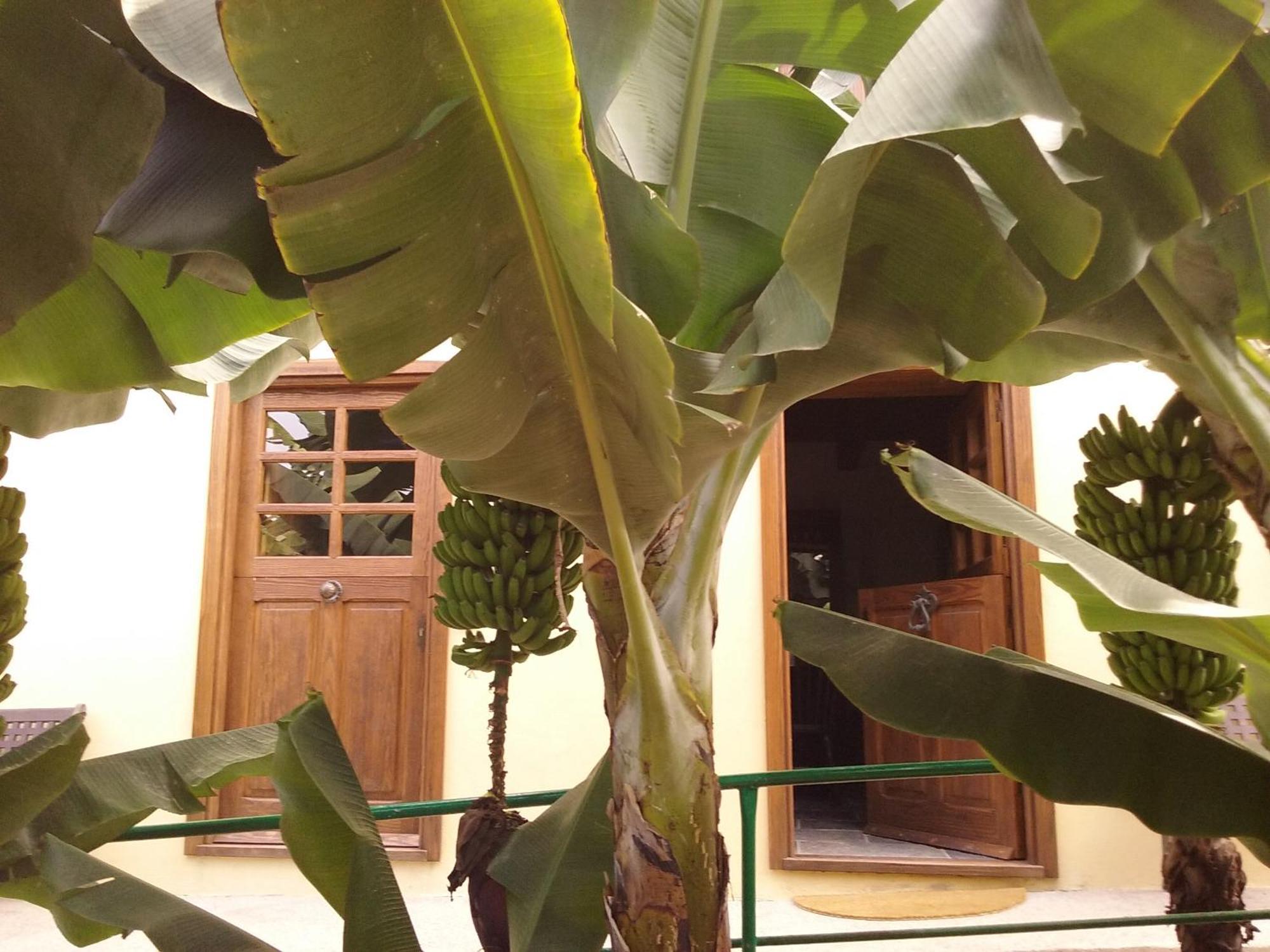 Casa Rural Llano Campo Hermigua Dış mekan fotoğraf