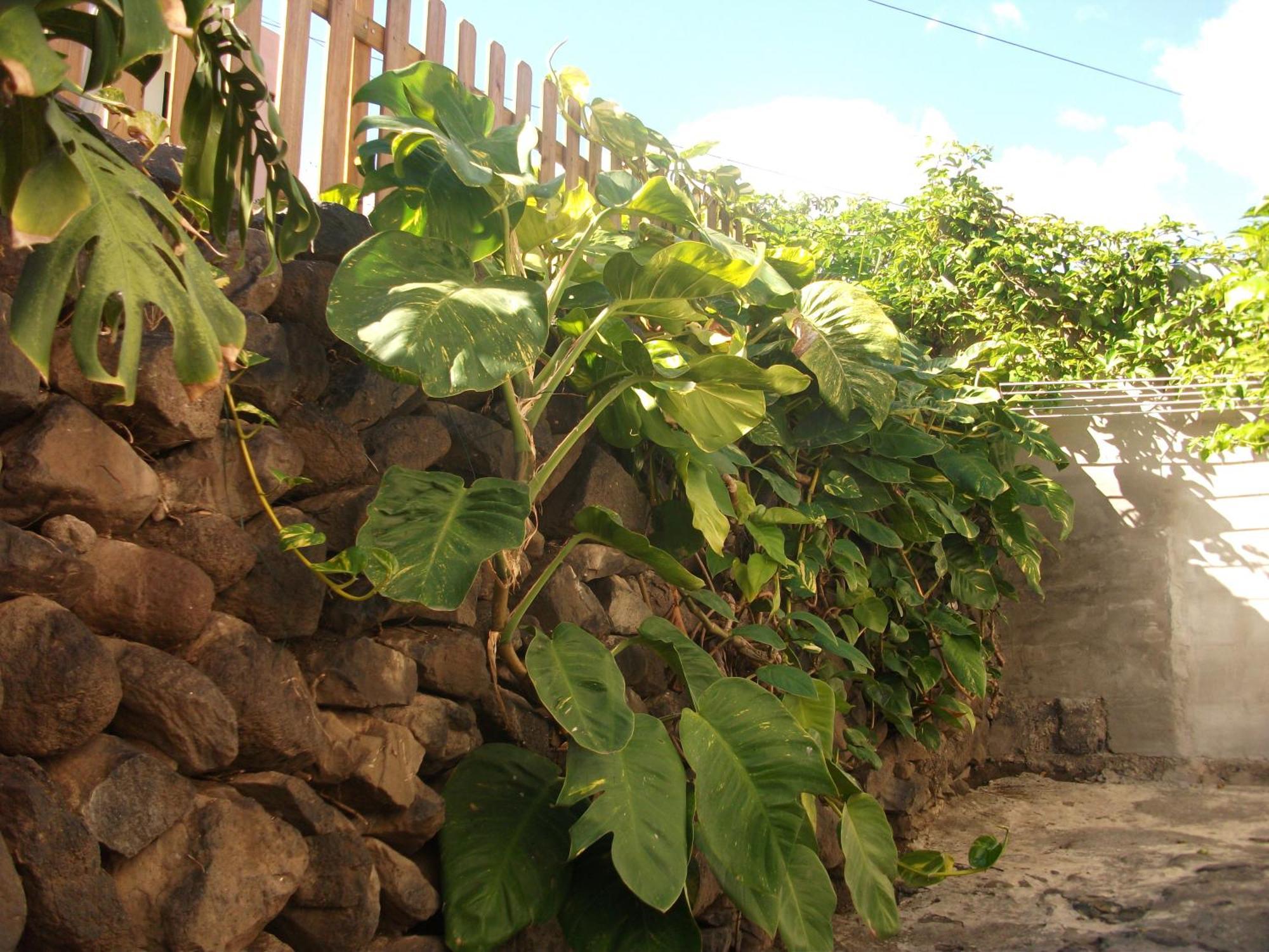 Casa Rural Llano Campo Hermigua Oda fotoğraf